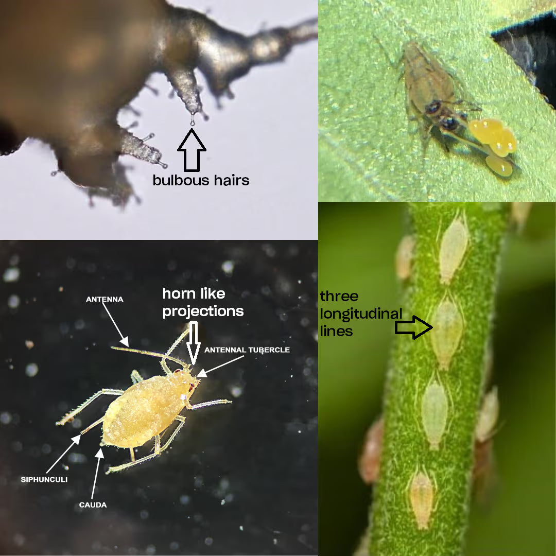Insect with labeled parts on a dark background, aphids on a leaf, and bulbous hairs on a different insect.
