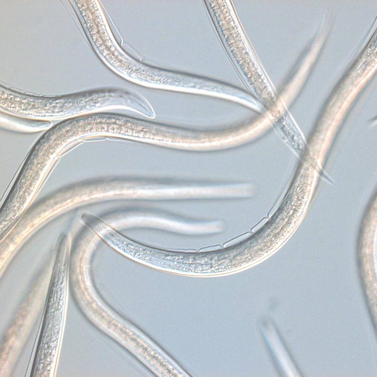 Close up image of capsanem: Seinernema carpocapsae