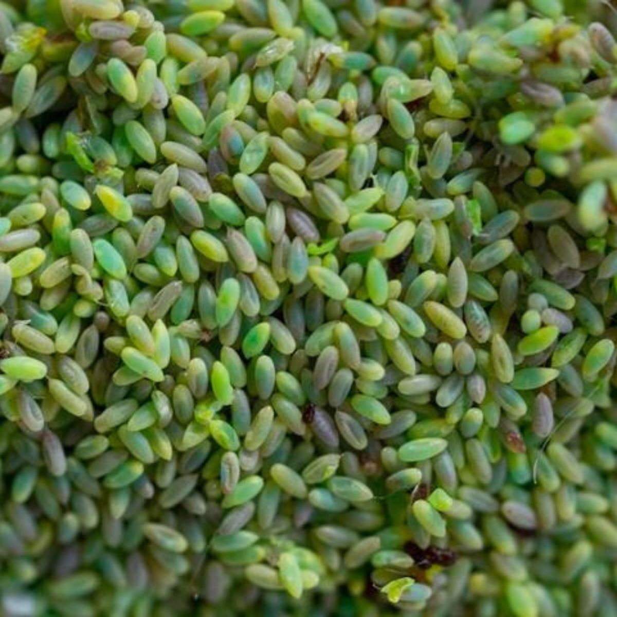 Full view of chrysopa-E (chrysoperla carnea) eggs 