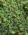 Vue complète des œufs de chrysopa-E (chrysoperla carnea) 