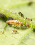 Image of chrysopa insect: Chrysoperla carnea