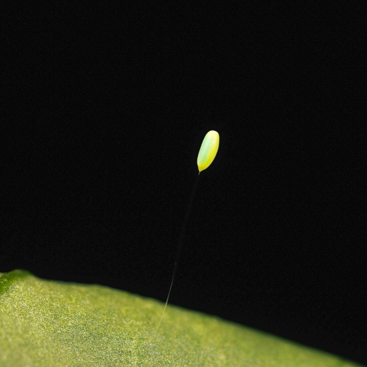 an egg on a stalk connected to a leaf with a black background 