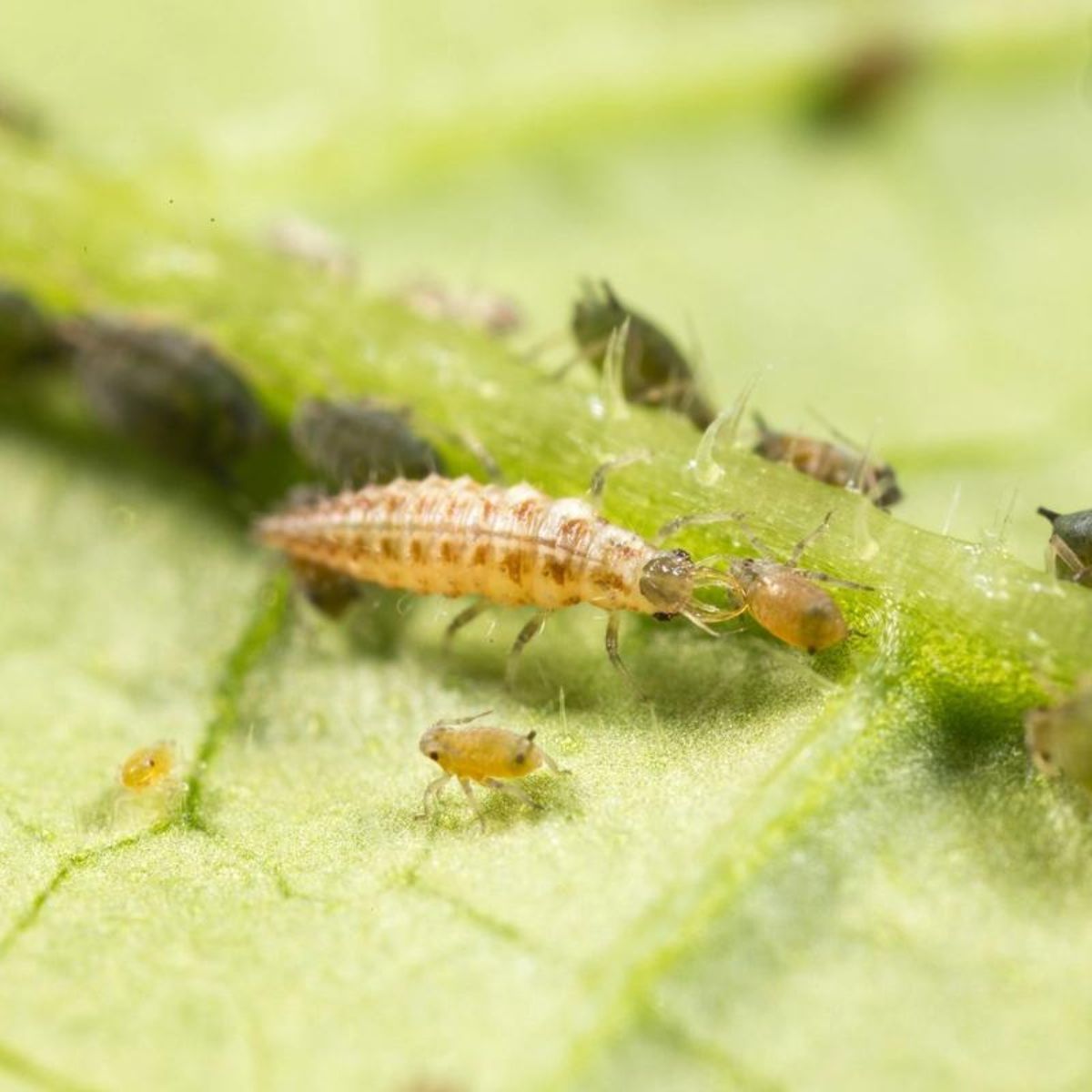 Small insect on a green leaf feeding on aphids with a blurred background