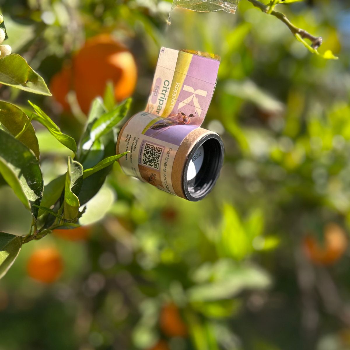 Container of Citripar hanging from a tree with oranges in the background.