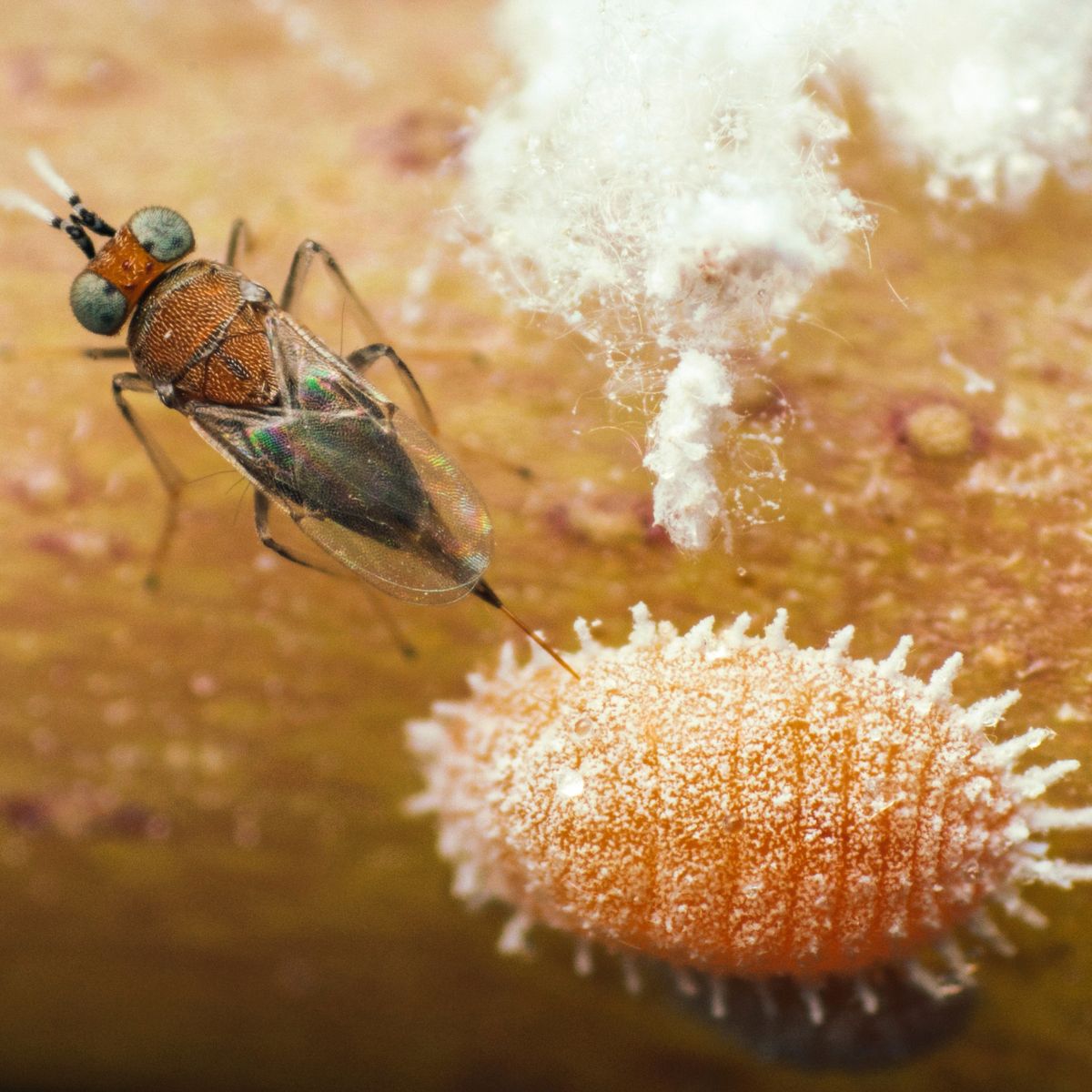 Parasitic wasp on a fuzzy orange surface with a mealybug in the background.