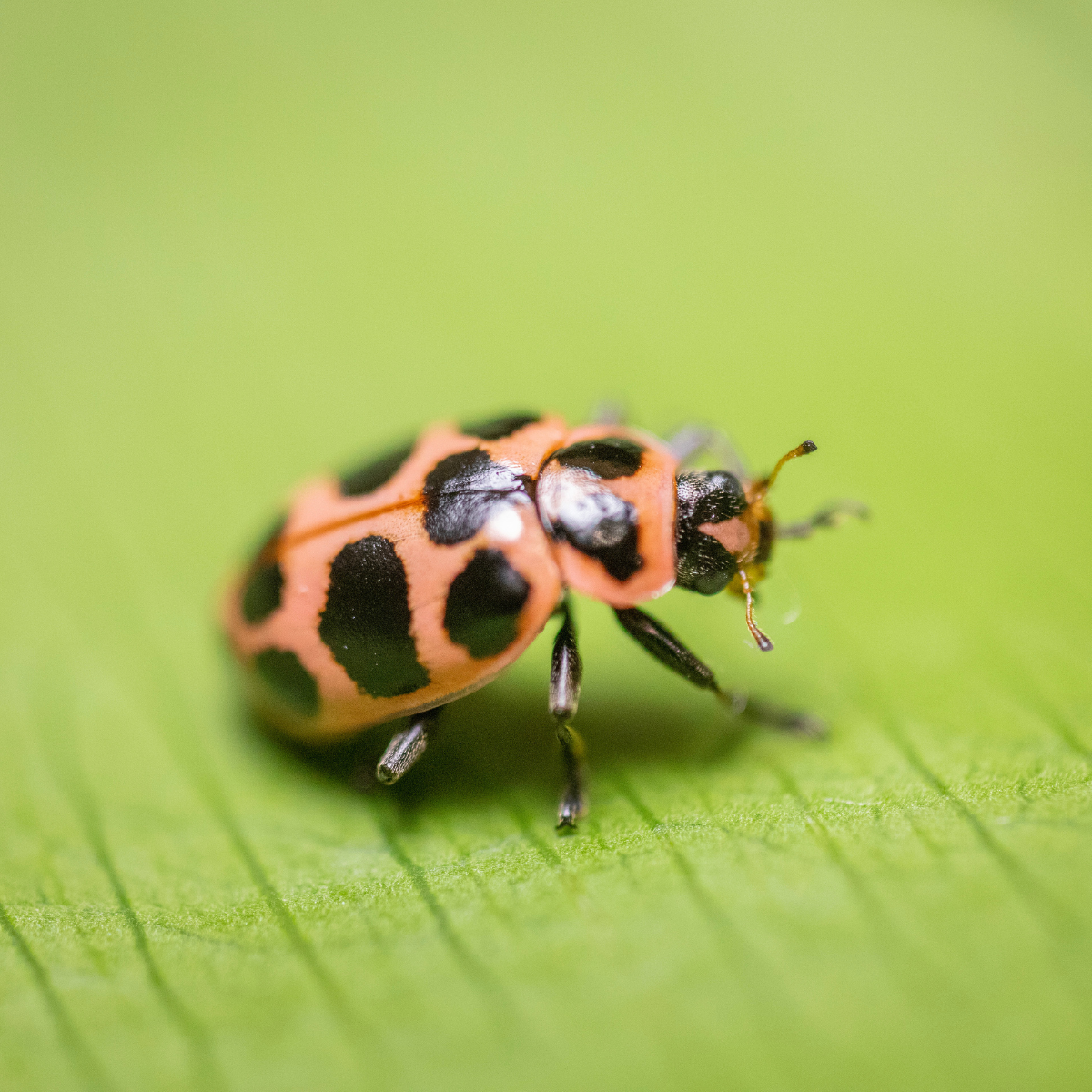 Close-up of a ladybug on a green leaf