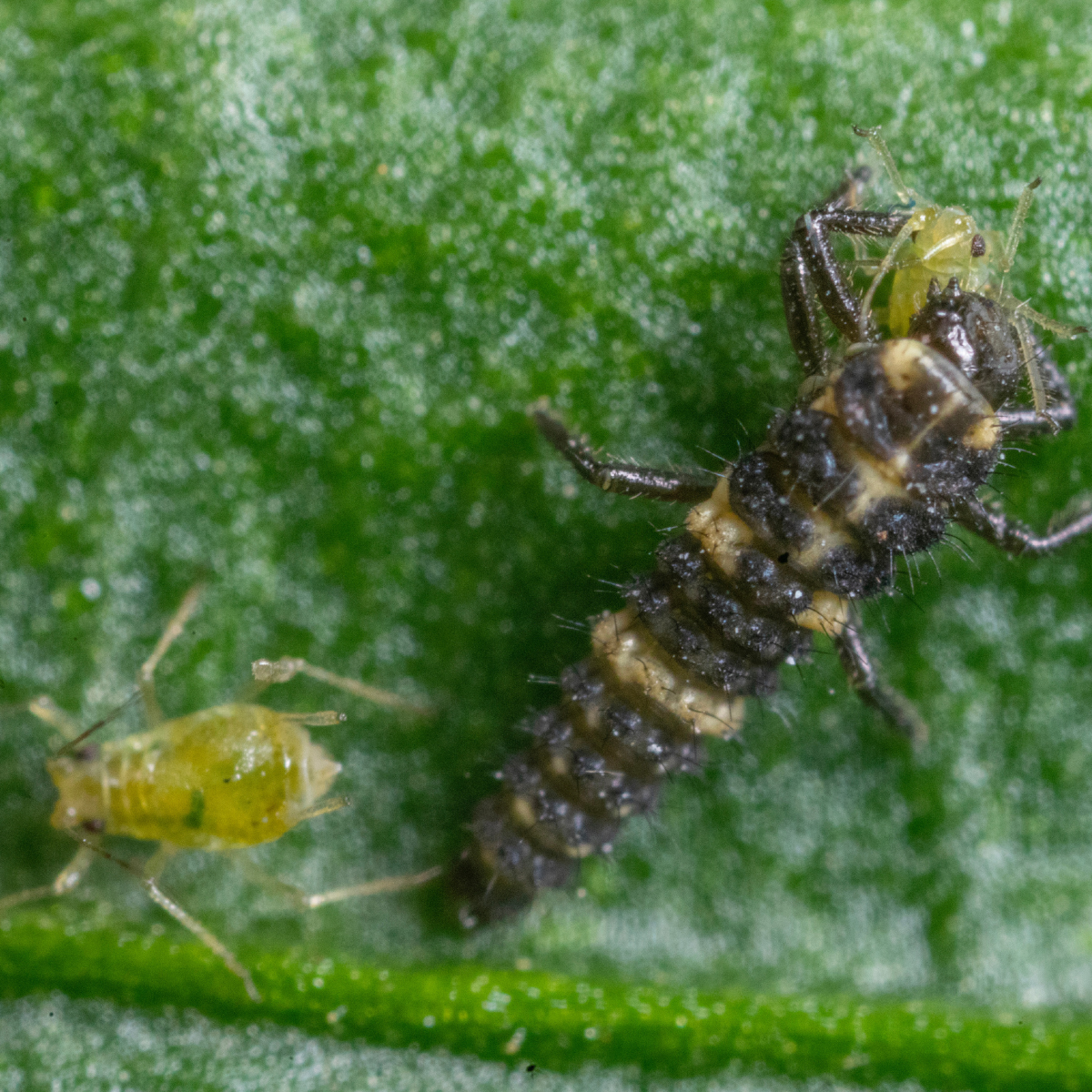 ladybug larvae and aphid on a green leaf