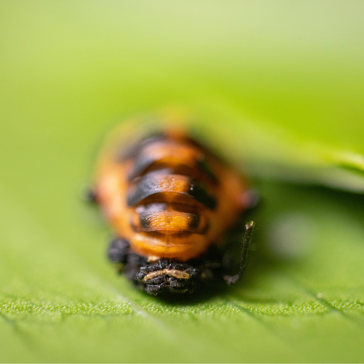 Close-up of a ladybug pupae on a green leaf