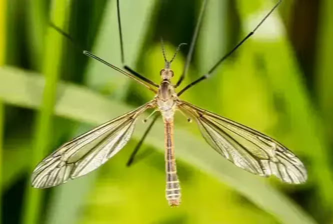 Zoomed-in photo of a crane fly