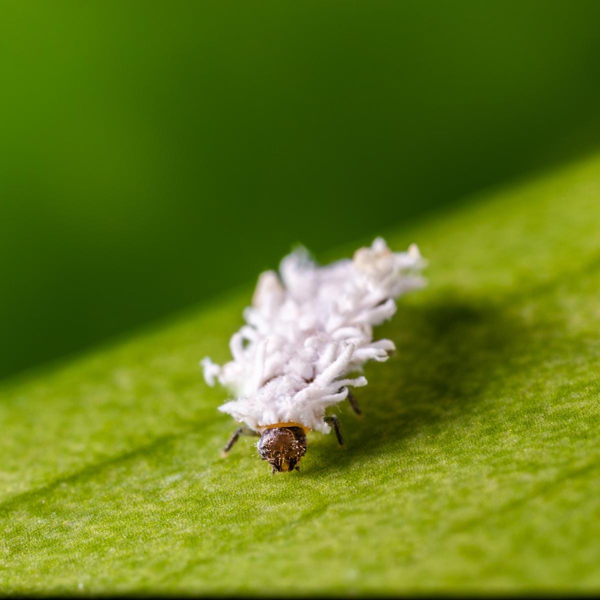 Image of cryptobug-L insect: cryptolaemus montrouzieri on leaf 