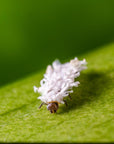 Image of cryptobug-L insect: cryptolaemus montrouzieri on leaf 