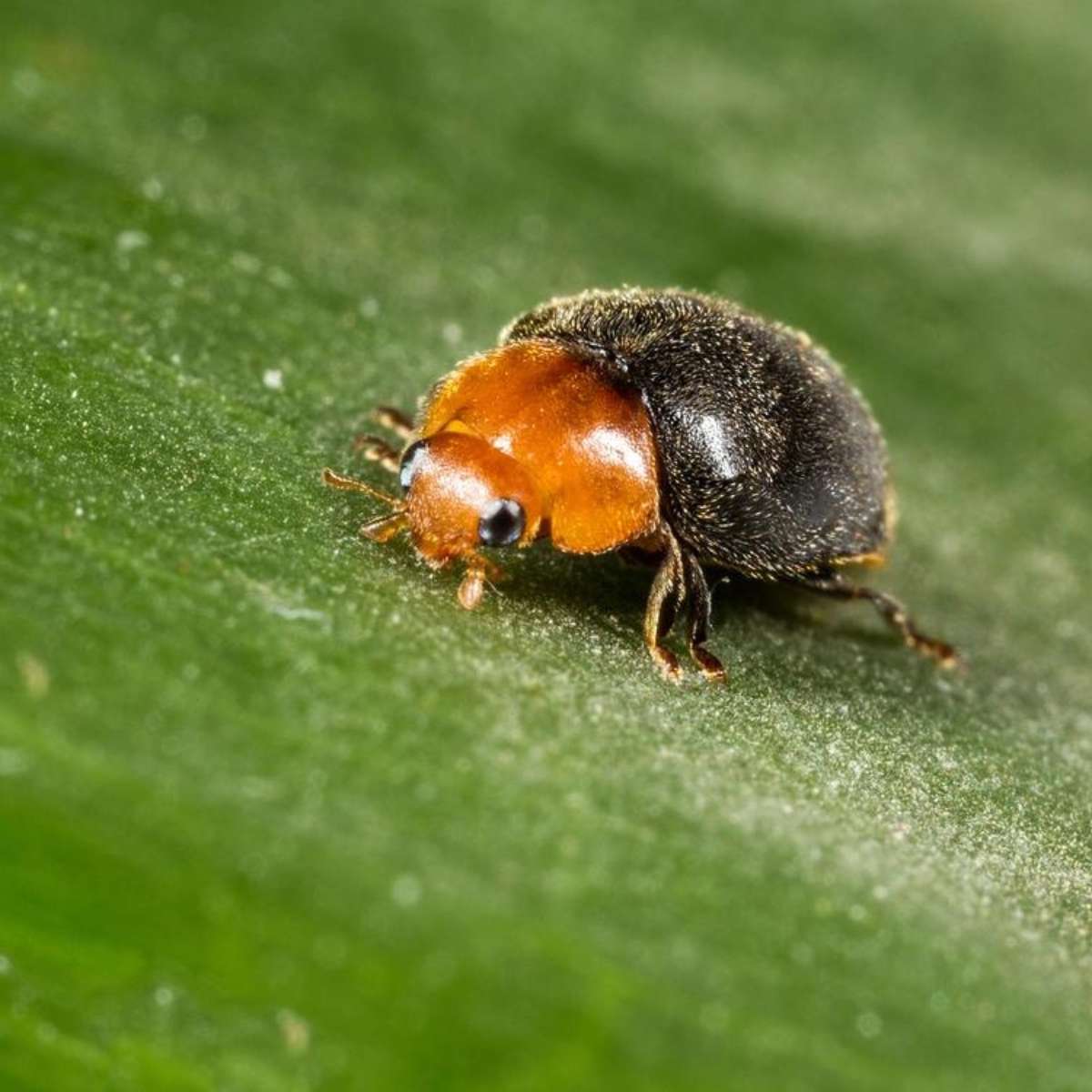 Close up of Cryptobug, Cryptolaemus montrouzieri