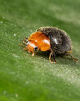 Close up of Cryptobug, Cryptolaemus montrouzieri