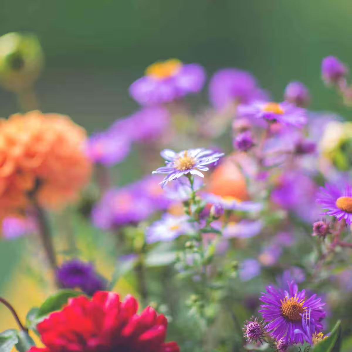 Colorful flowers in a field with a blurred background