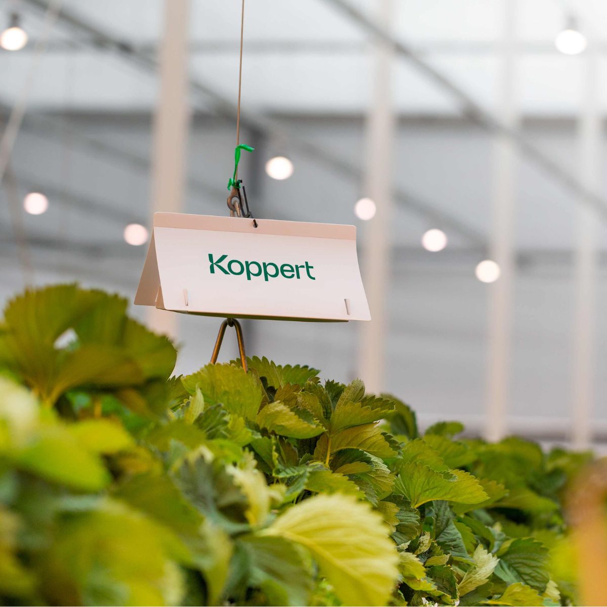 Deltatrap Sticky Plates: Monitor and Trap Male Pest Moths and Mealybugs ...