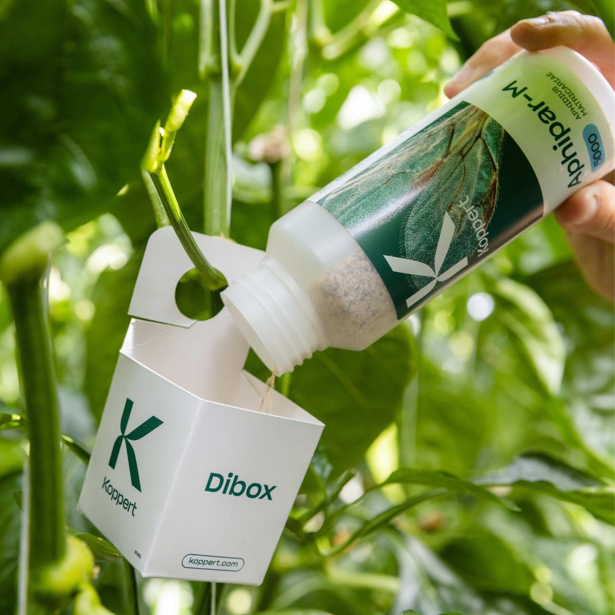 a picture of a small white box labelled 'dibox', hanging from a plant on blurry background