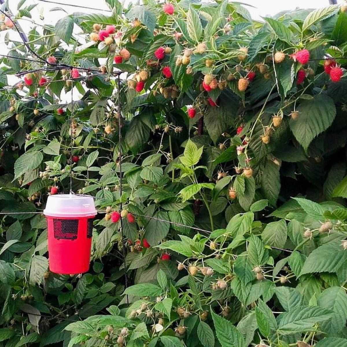Drososan trap hung up in strawberry crop