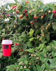 Un piège à drosophane accroché dans une culture de fraises