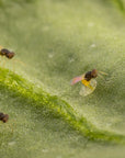En-strip Insects on leaf: Encarsia formosa