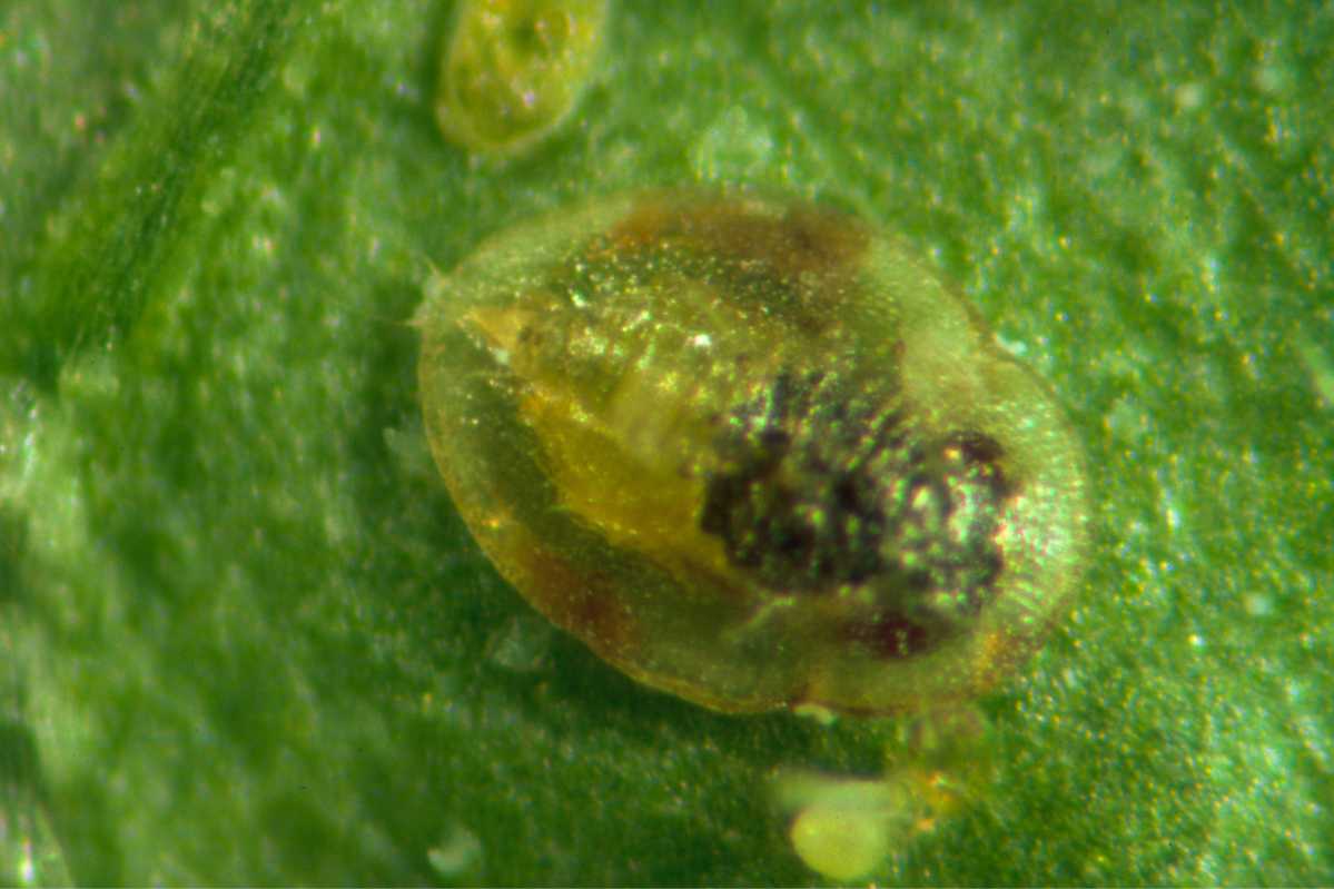 A encarsia formosa pupa encased in a whitefly pupa.
