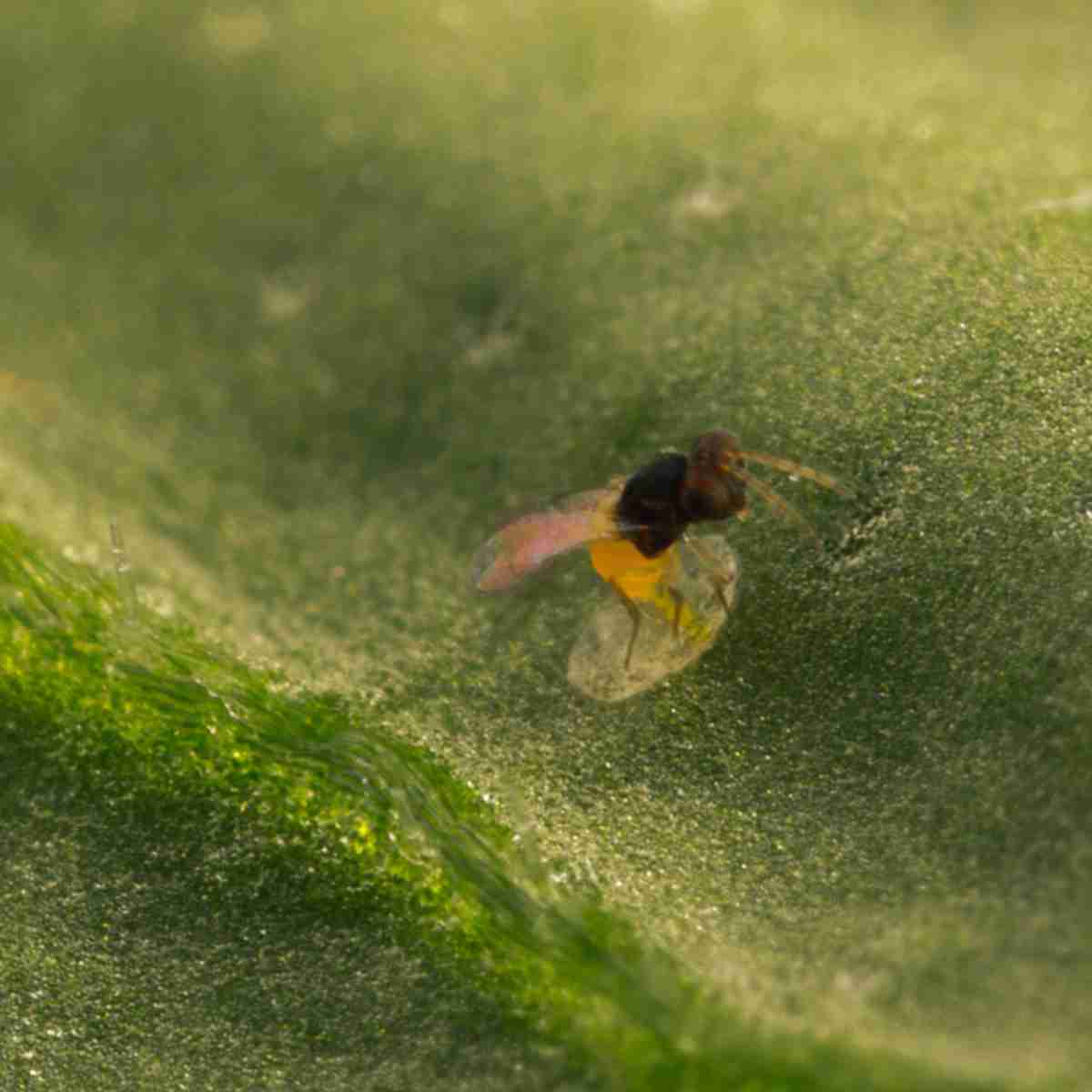 A wasp parasitizing a whitefly pupa