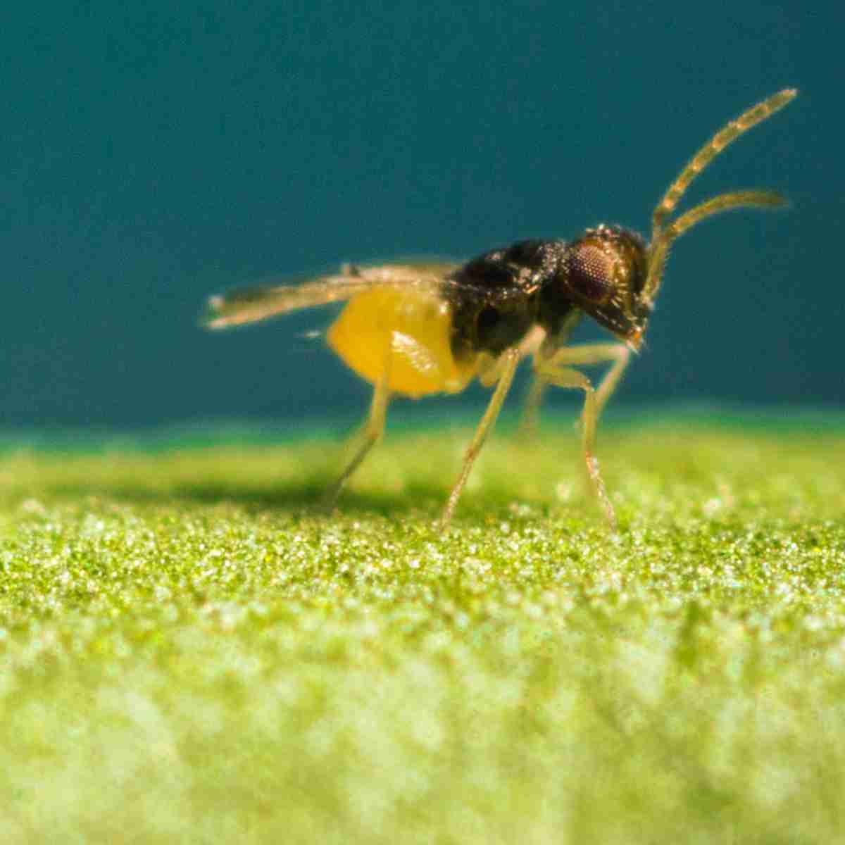 A wasp with a black head and yellow abdomen