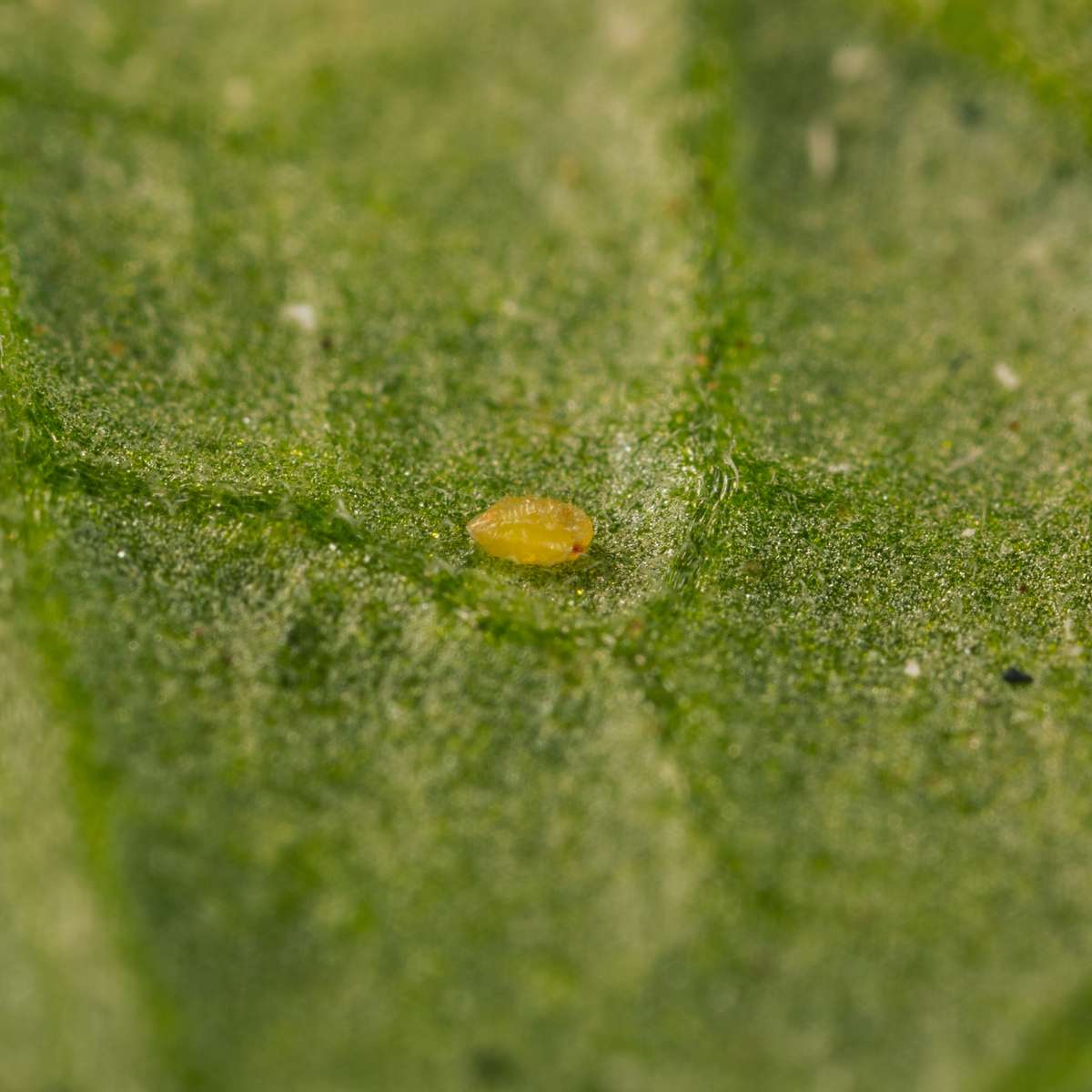 Enermix insect in leaf: Eretmocerus eremicus