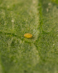 Insecte Enermix dans une feuille : Eretmocerus eremicus