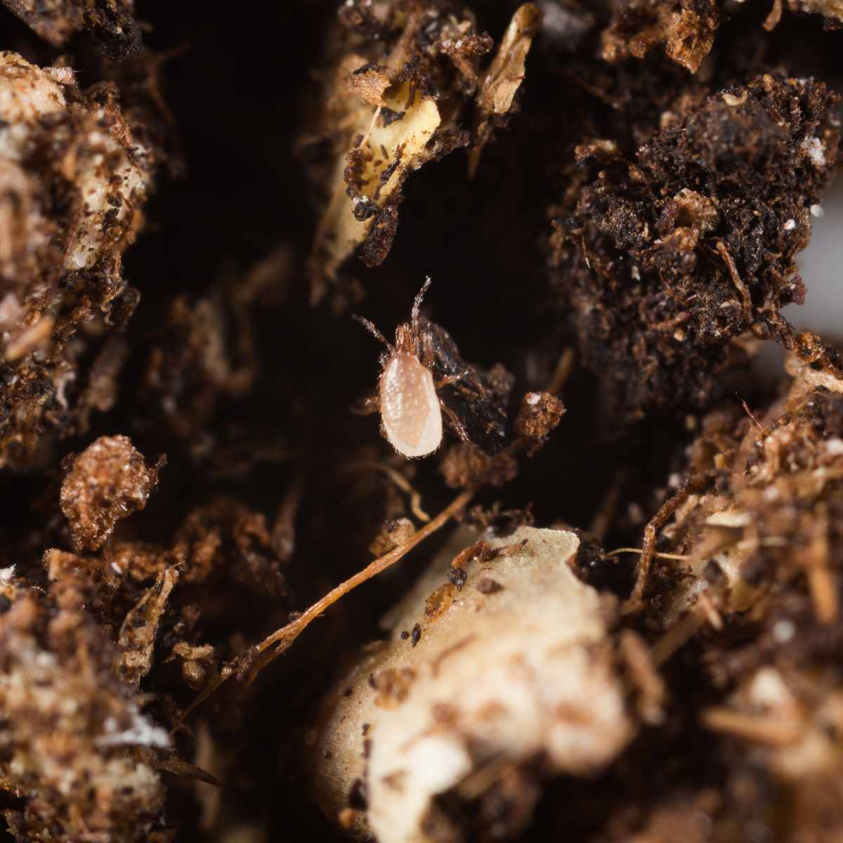 Entomite-M hanging out in the soil