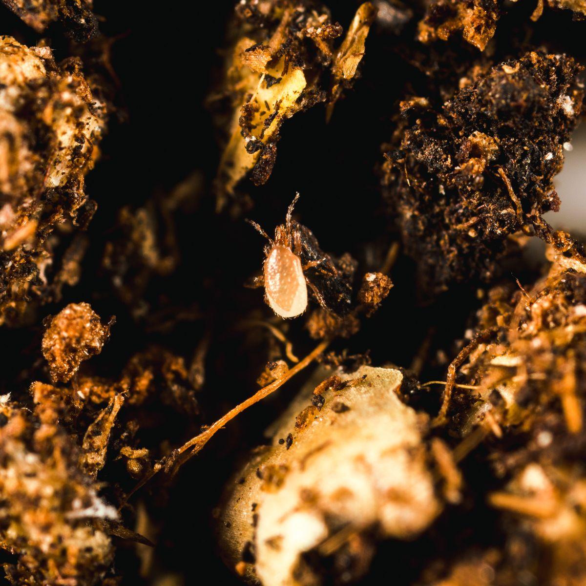 Close up image of entomite-m (stratiolaelaps scimitus) in soil