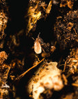 Image rapprochée de l'entomite-m (stratiolaelaps scimitus) dans le sol