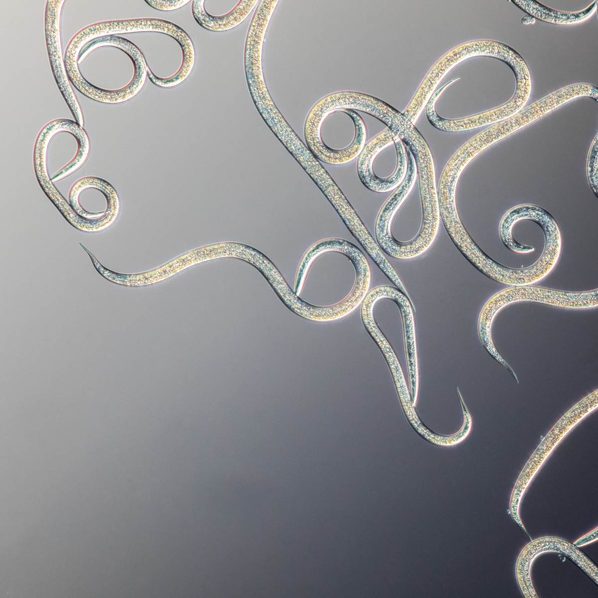 Close up image of entonem: Steinernema feltiae