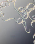 Close up image of entonem: Steinernema feltiae