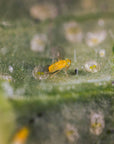 Ercal insect close up: Eretmocerus eremicus