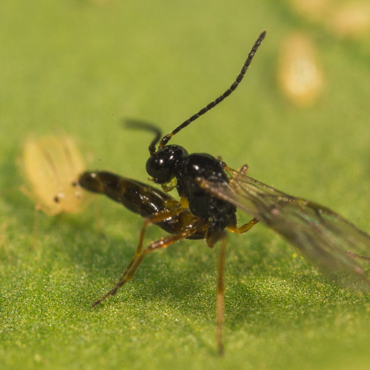 Close-up of a small insect on a green surface