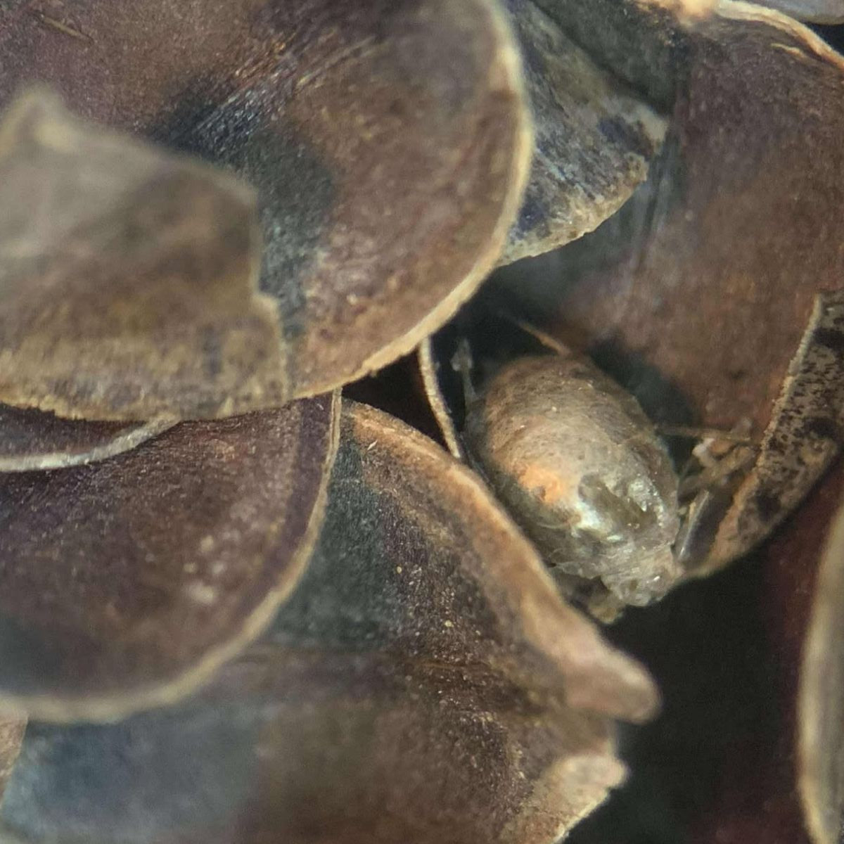 Close-up of a small insect among buckwheat