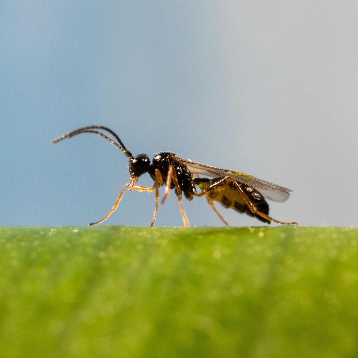 Insect on a green surface with a blurred blue and gray background