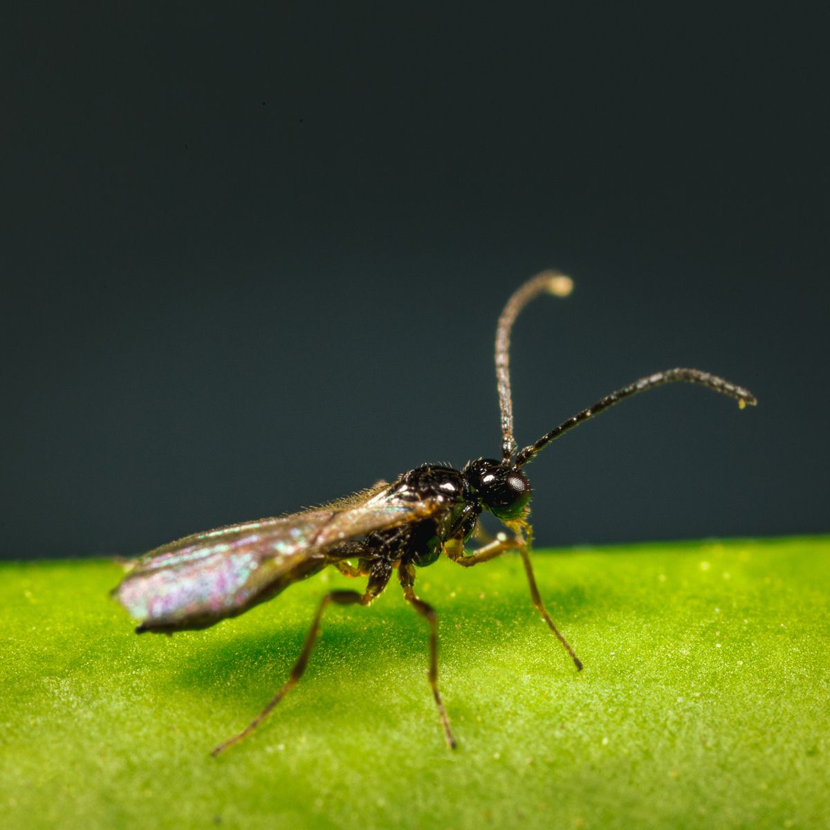 Close up image of ervipar: Aphidius ervi