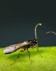 Close up image of ervipar: Aphidius ervi