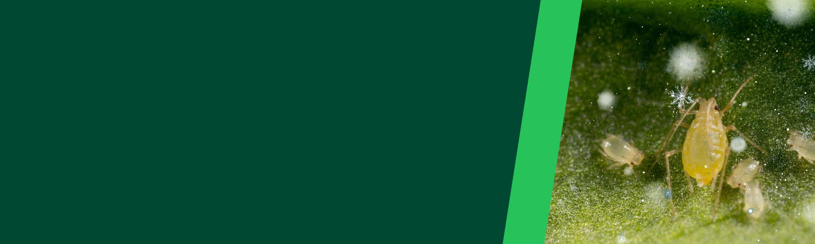 Close-up of aphids on a leaf with a green border