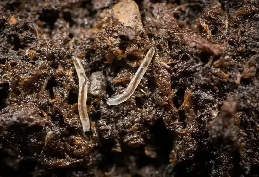 Fungus-Gnat in the soil