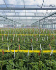 Roller trap being used on crops
