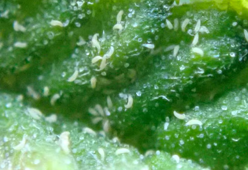 Close-up of green plant leaves with hemp russet mites on a blurred background