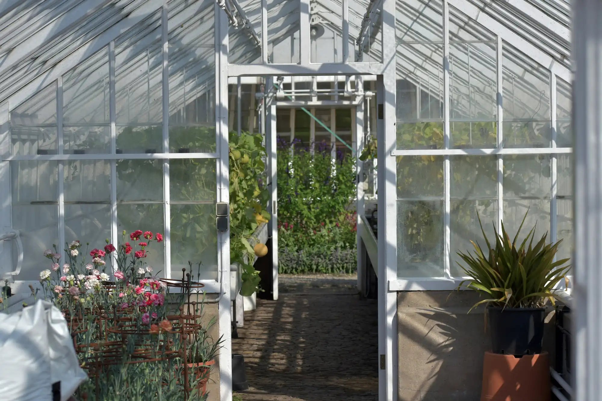 Greenhouse interior with plants and a white door