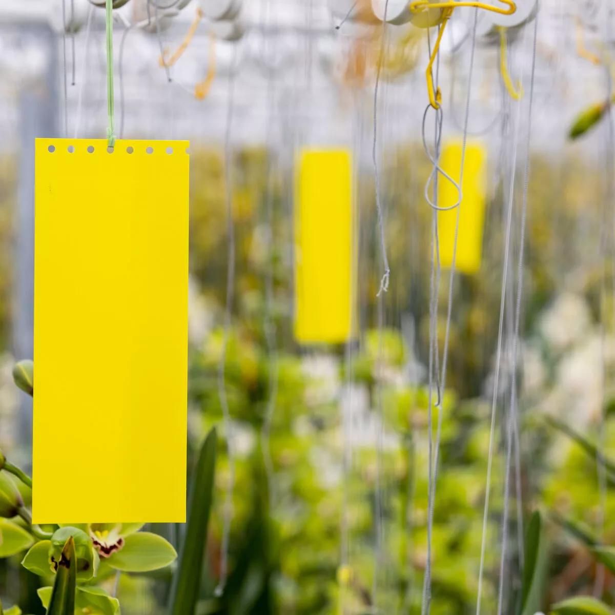 yellow horiver dry sticky cards hung up 