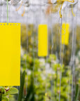 yellow horiver dry sticky cards hung up 
