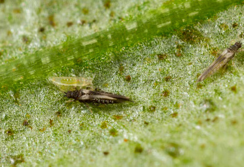Impatiens thrip on a green leaf with visible details