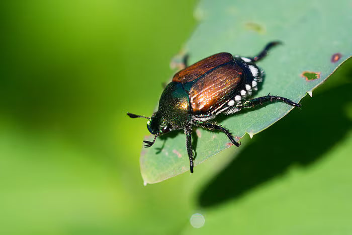 Japanese Beetle on a leaf with a green blurred background