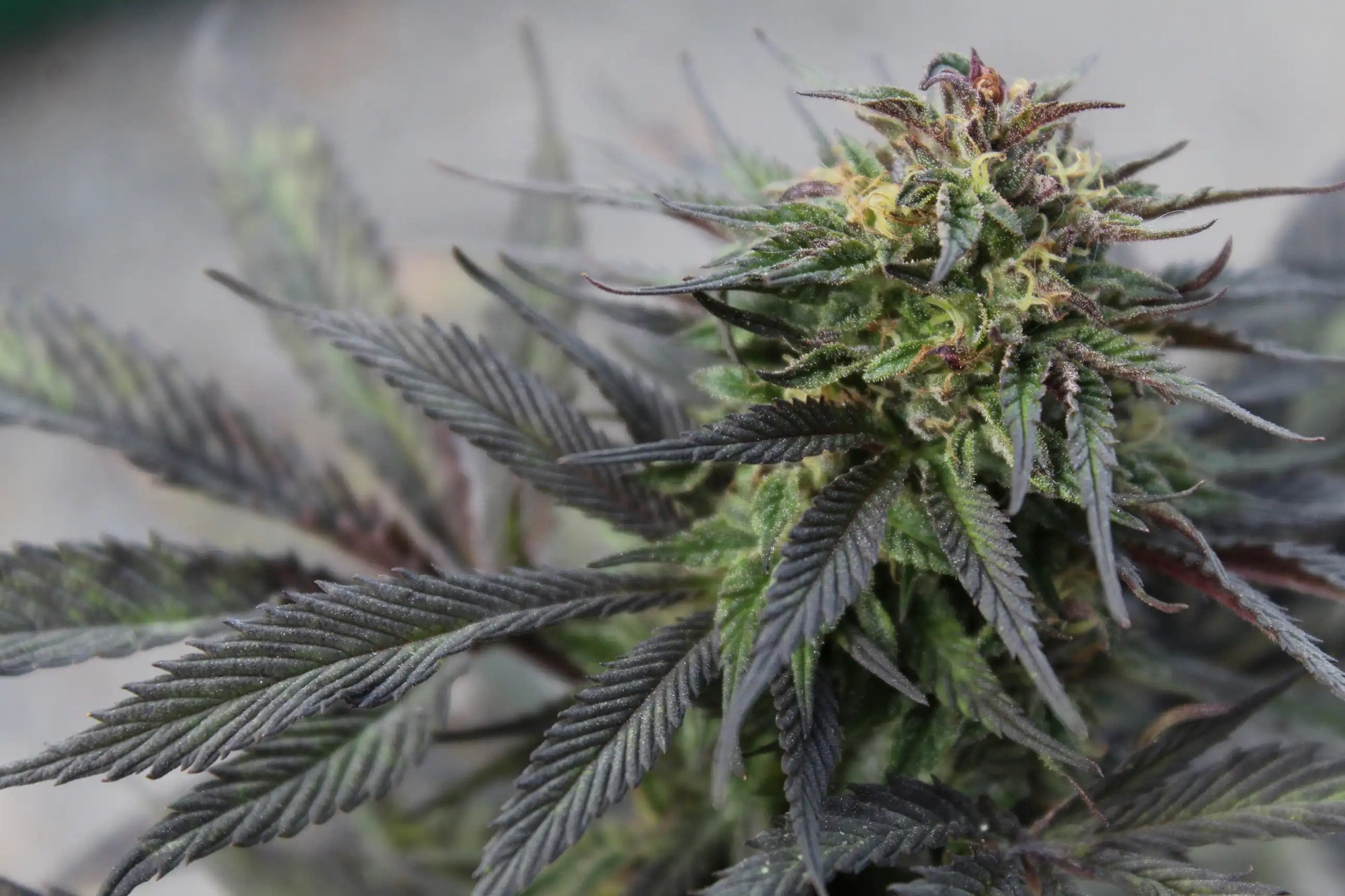 Close-up of a cannabis plant with green leaves and buds.