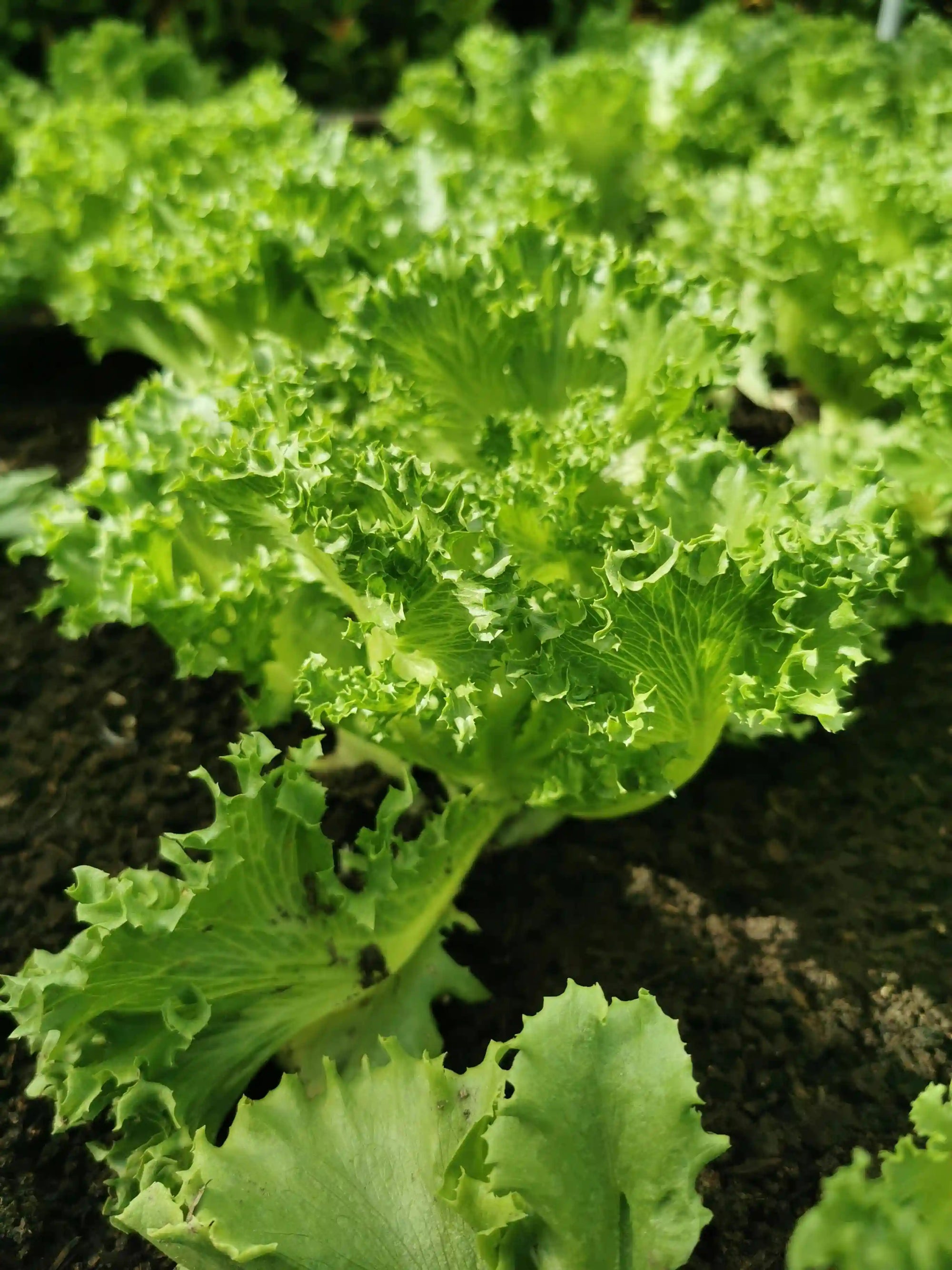 Close-up of green leafy lettuce on dark soil